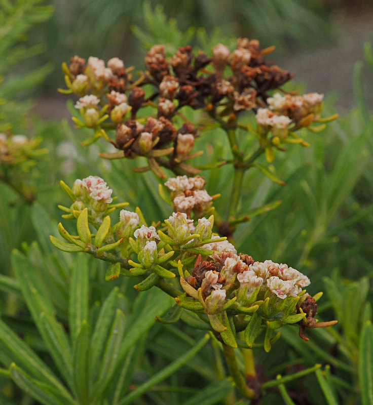Eriogonum arboreum
