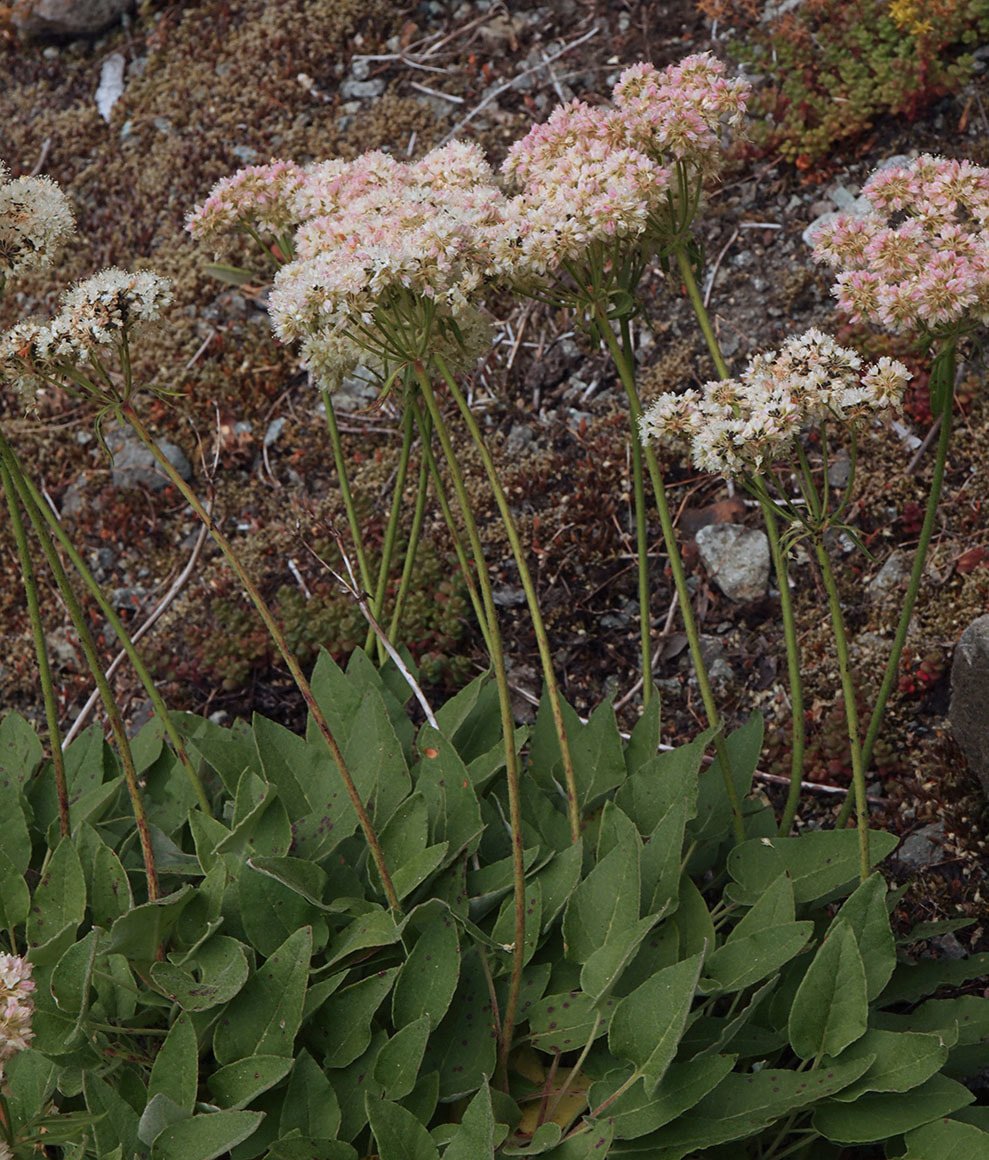 Eriogonum compositum var. compositum
