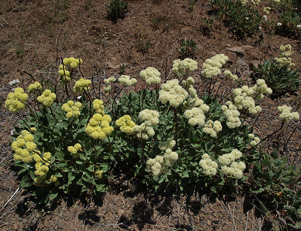 Eriogonum compositum var. leianthum