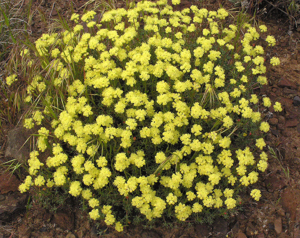 Eriogonum douglasii var. douglasii