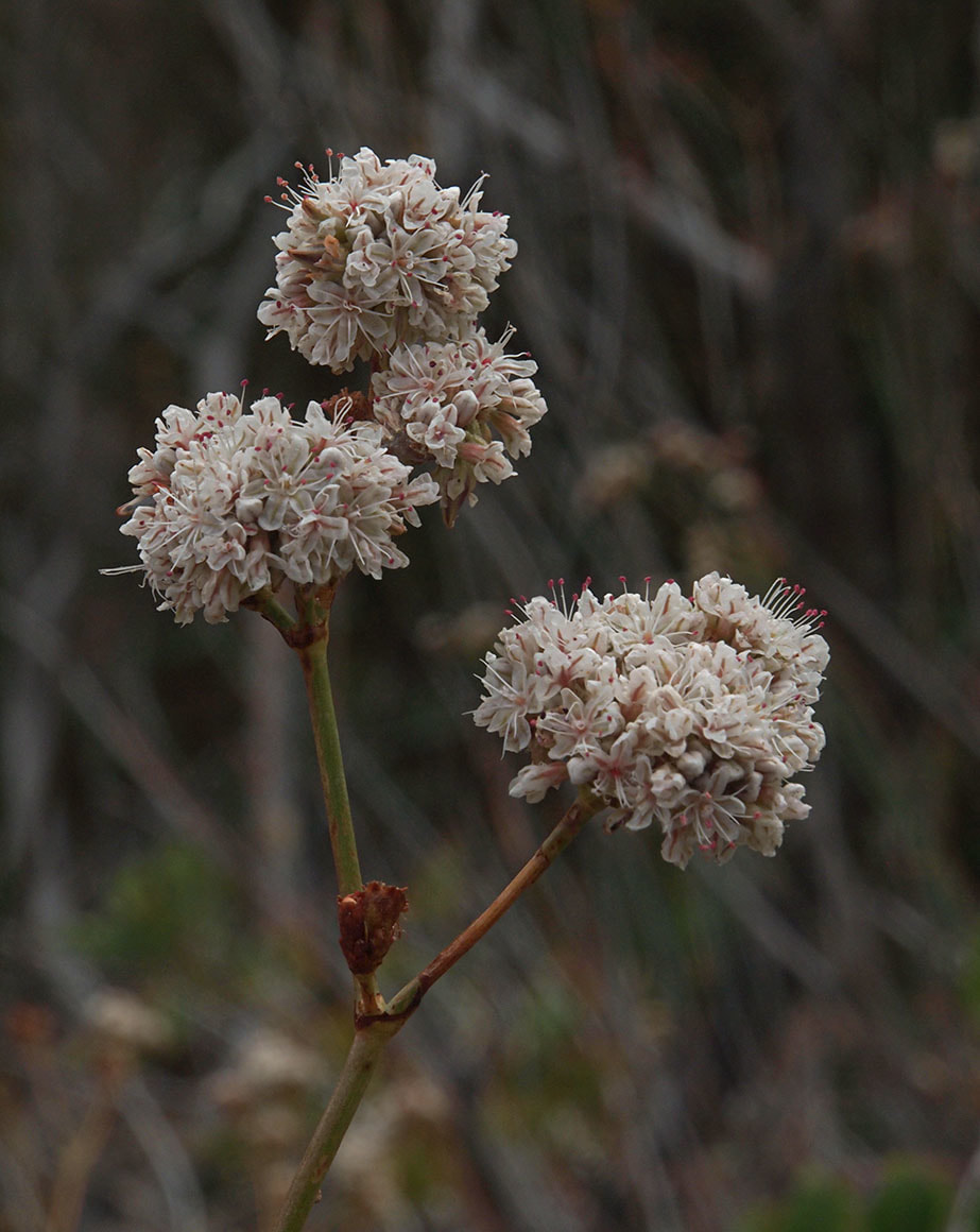 Eriogonum elatum var. elatum