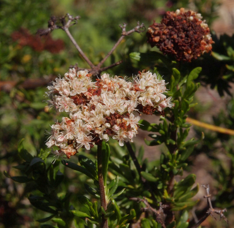 Eriogonum fasciculatum var. foliolosum