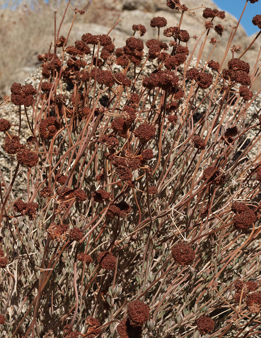 Eriogonum fasciculatum var. polifolium