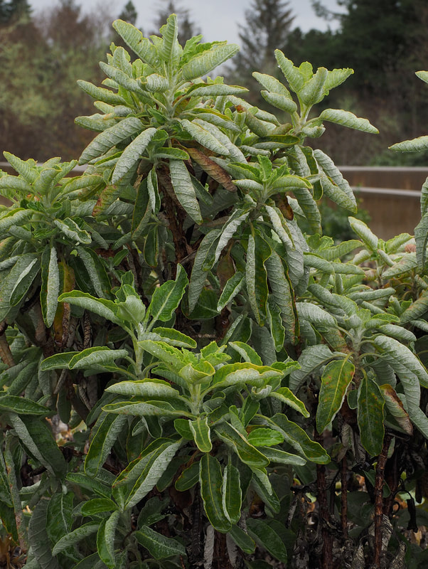 Eriogonum giganteum