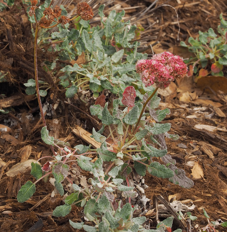 Eriogonum grande var. rubescens