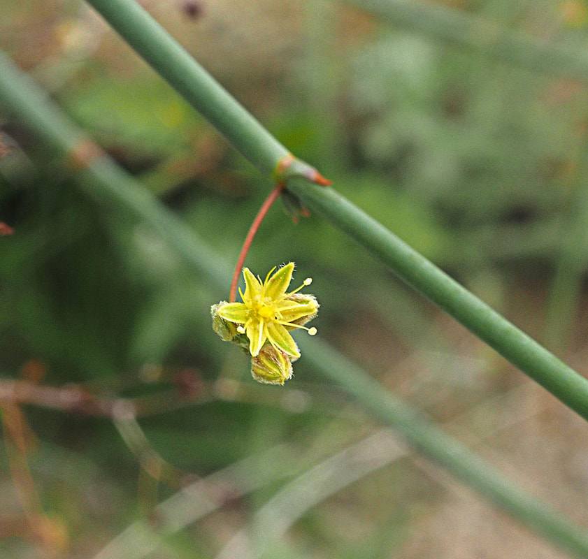 Eriogonum inflatum