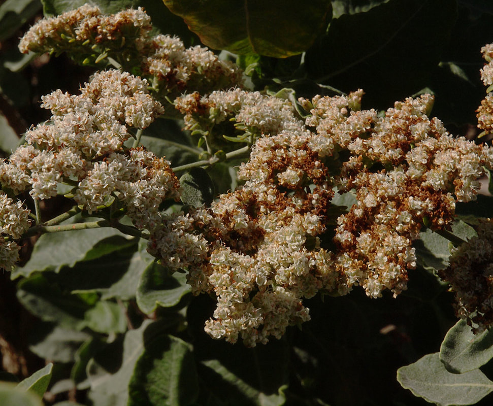 Eriogonum microthecum var. laxiflorum