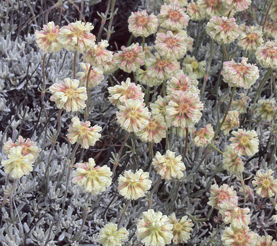 Eriogonum niveum