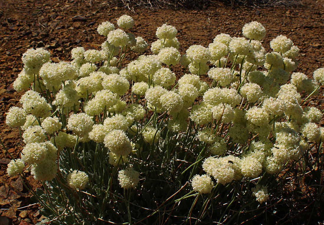 Eriogonum ovalifolium var. ovalifolium