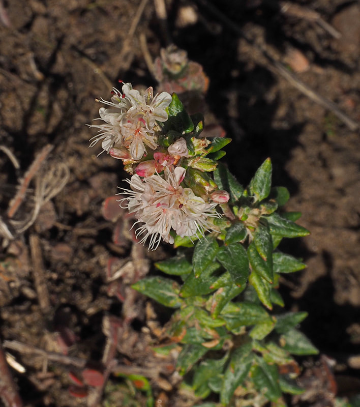Eriogonum parvifolium