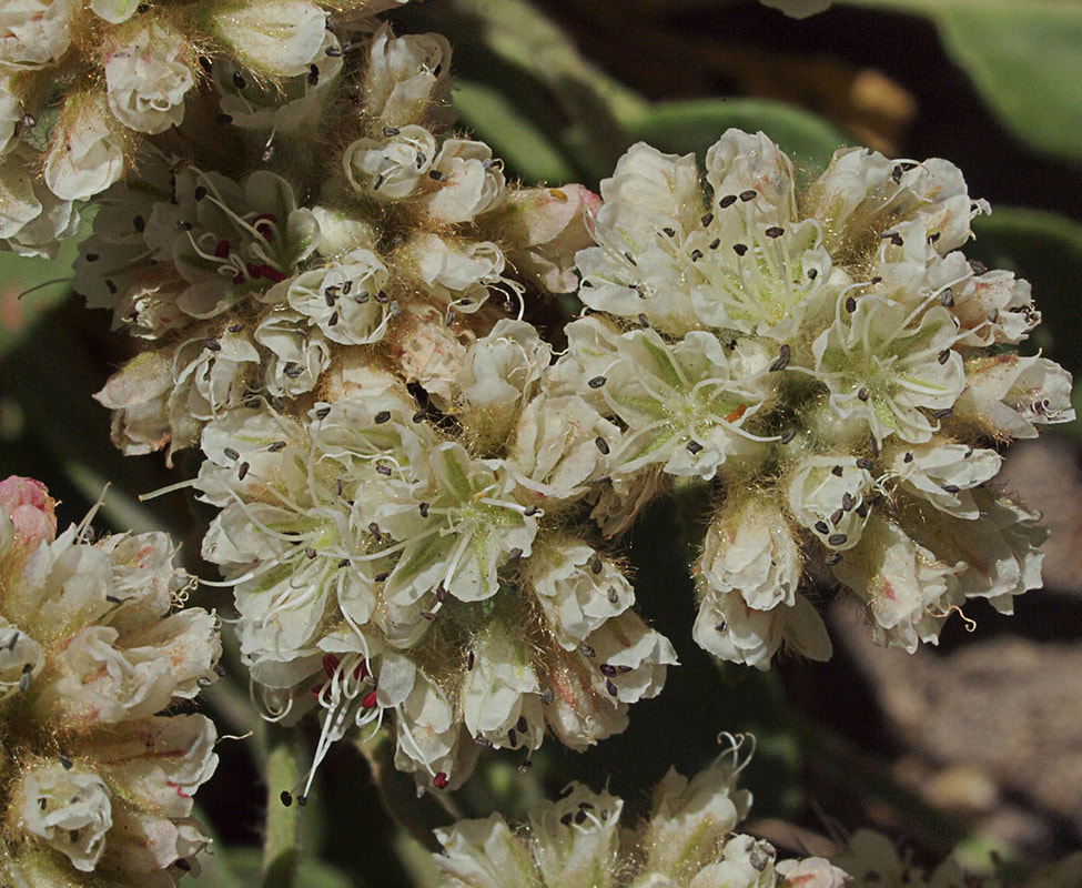 Eriogonum pyrolifolium var. coryphaeum