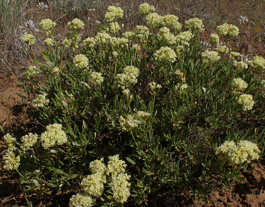 Eriogonum sphaerocephalum var. hamiliodes