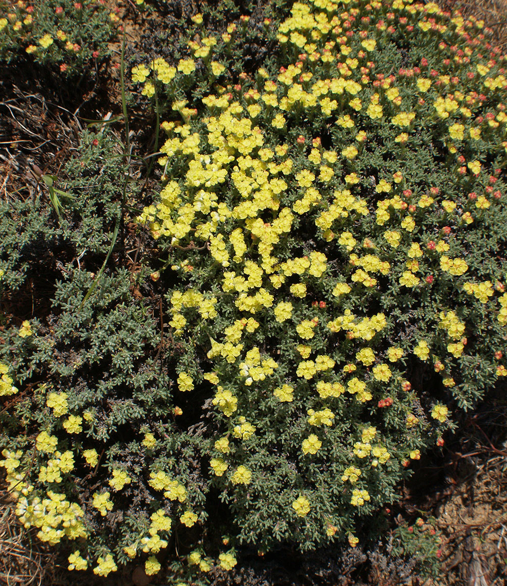 Eriogonum thymoides