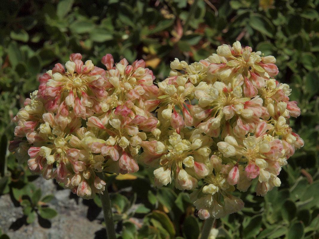 Eriogonum umbellatum var. hausknechtii