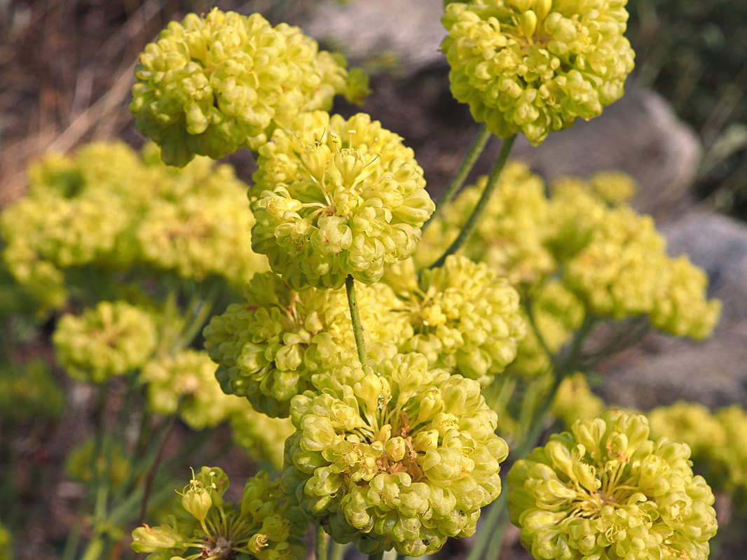 Eriogonum umbellatum var. sandbergiiPicture