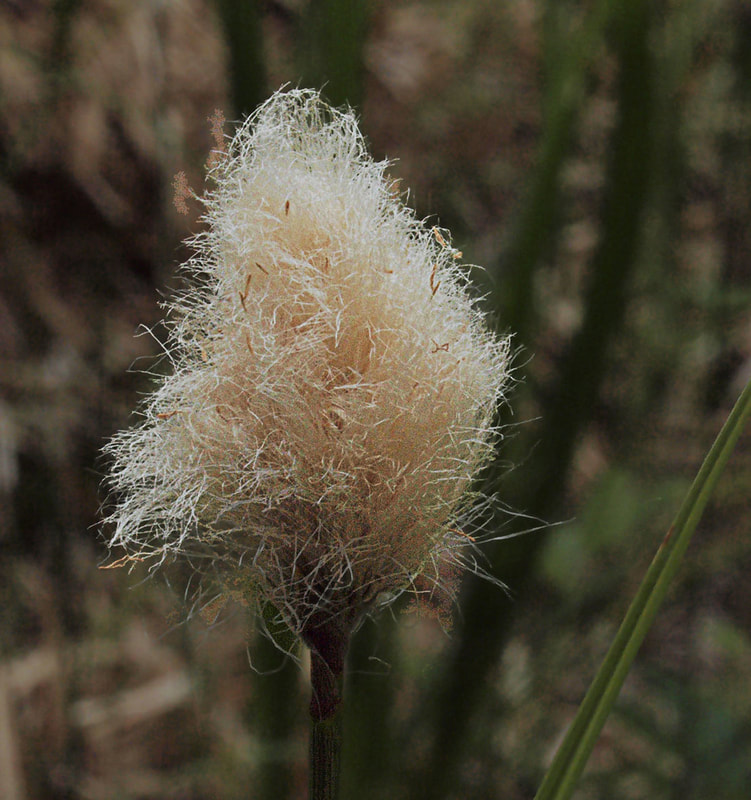 Eriophorum chamissonis