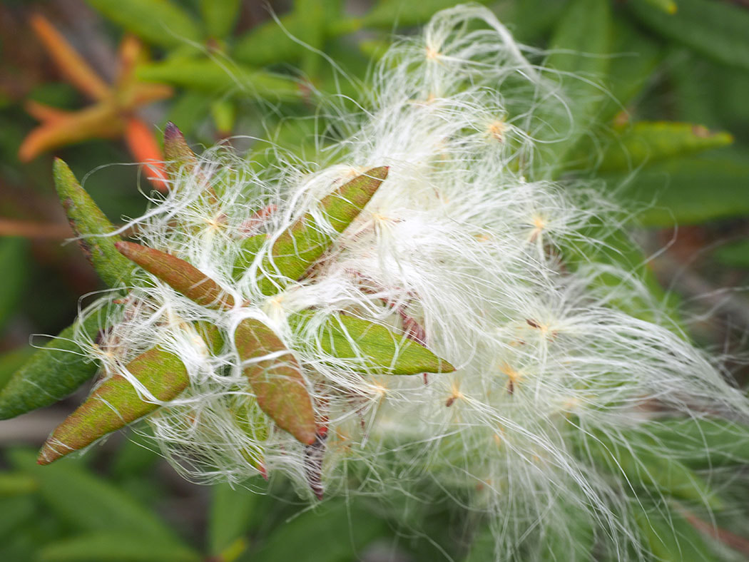 Eriophorum chamissonis (Chamisso's cotton-grass) 