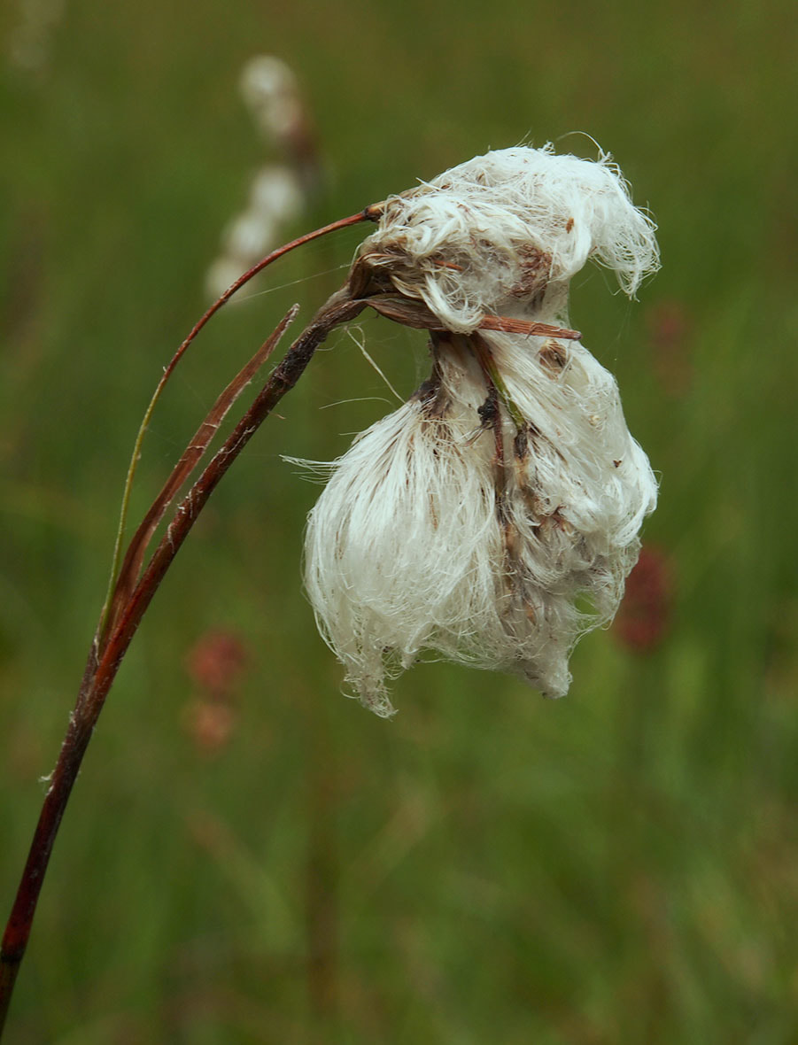 Eriophorum gracile