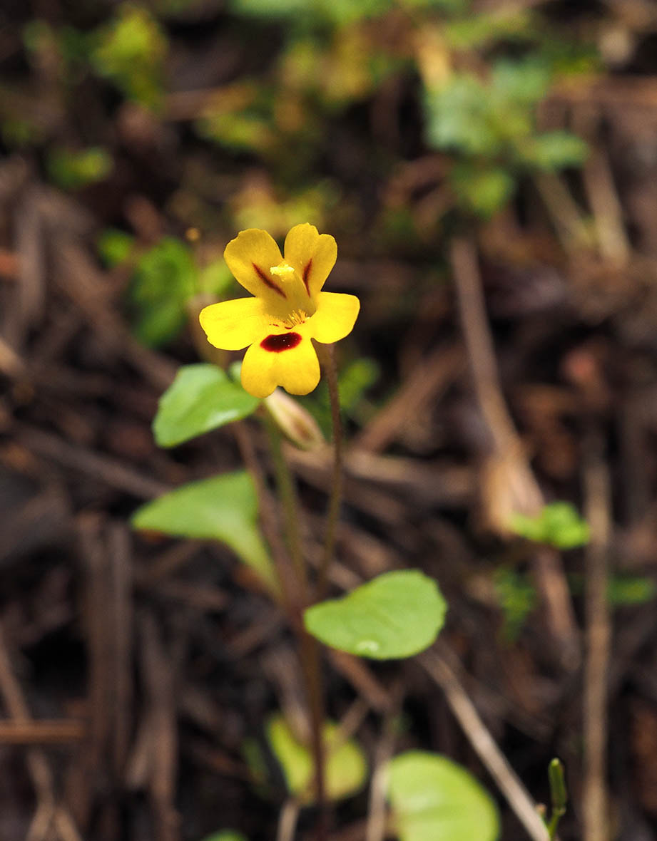 Erythranthe alsinoides (Chickweed monkey-flower)