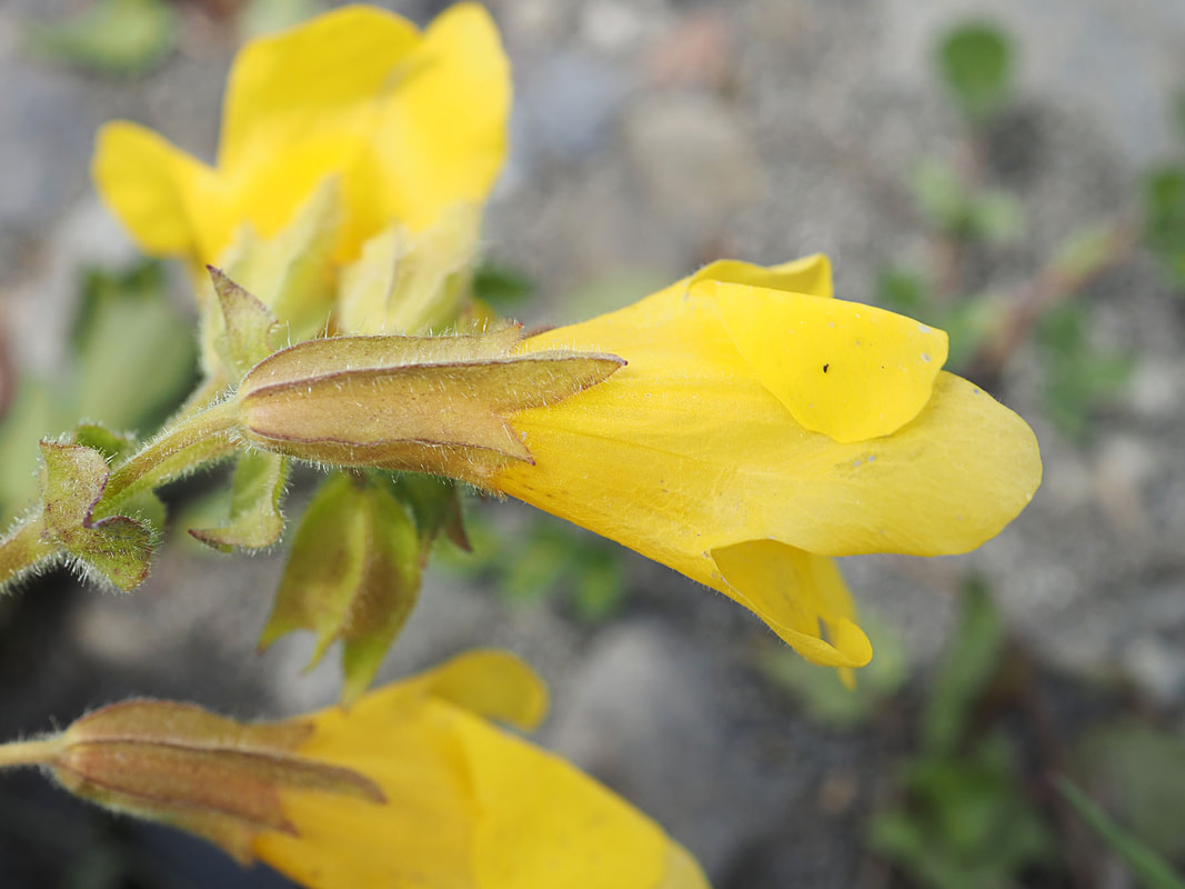 Erythranthe decora