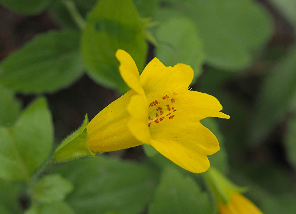 Erythranthe dentata (Coastal monkey-flower)