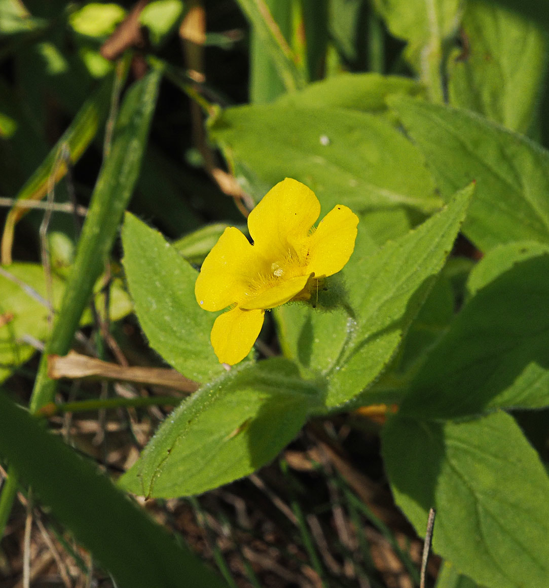 Erythranthe moschata (Musk monkeyflower)