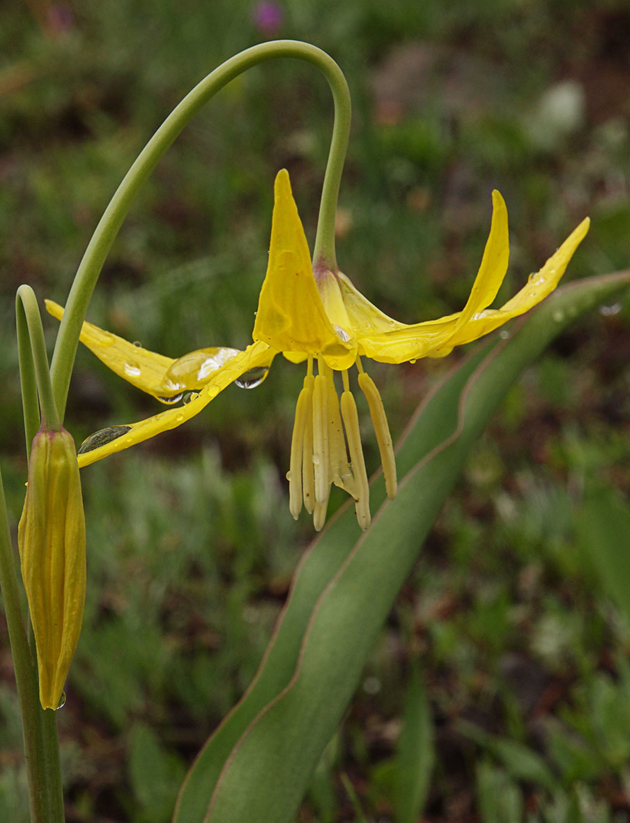 Erythronium grandiflorum ssp. chrysandrum