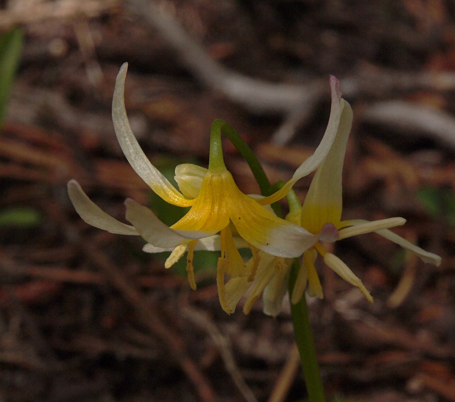 Erythronium purpurascens