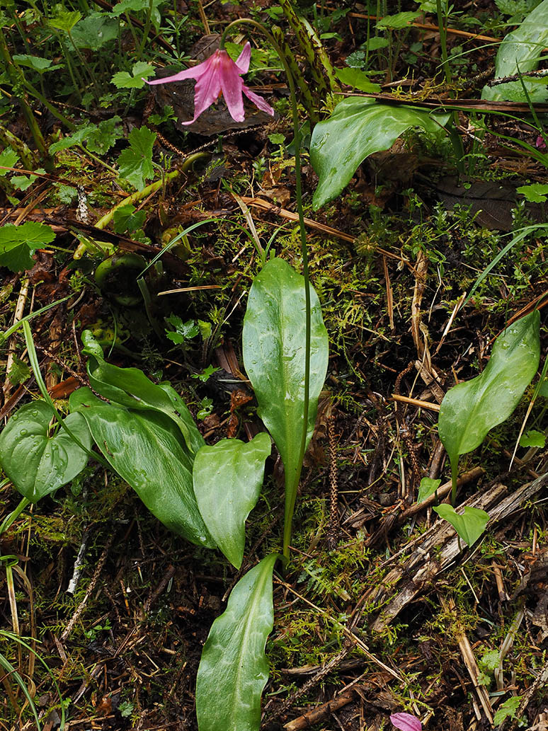 Erythronium revolutum  (Pink Fawn-lily)