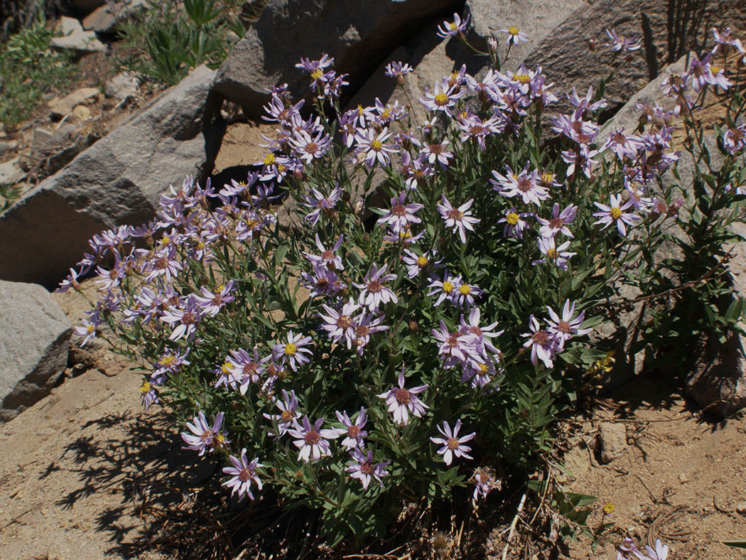 Eucephalus ledophyllus var. ledophyllus