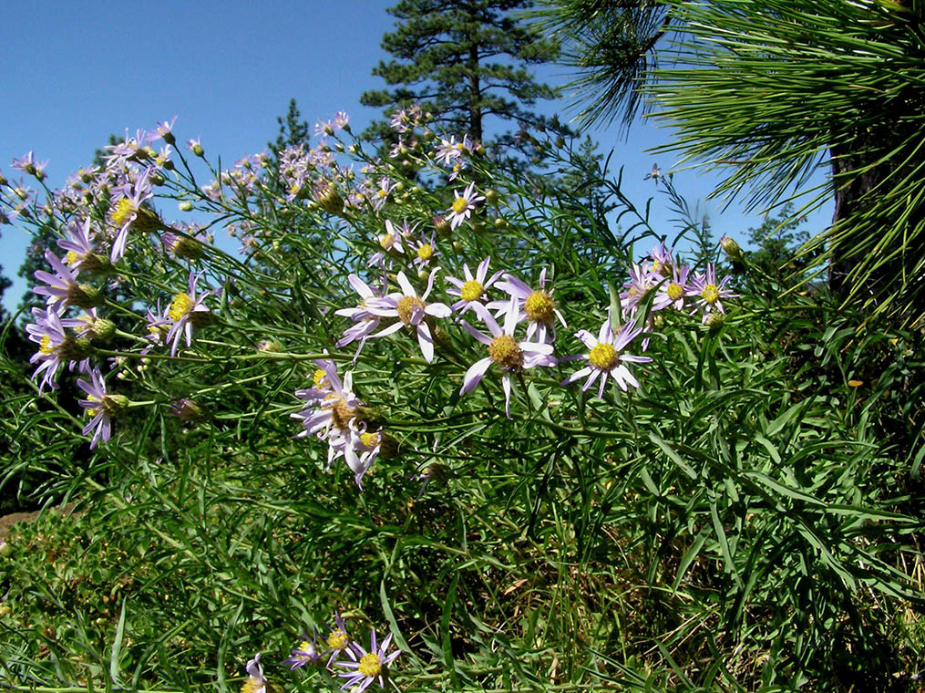 Eucephalus glaucescens