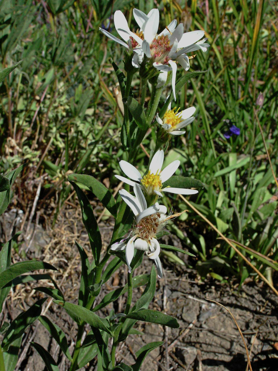 Eucephalus paucicapitatus