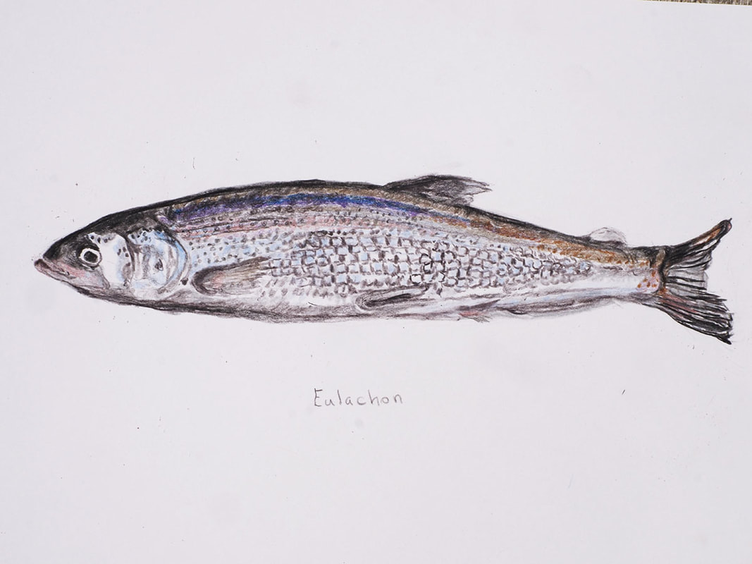 Eulachon (Thaleichthys pacificus)