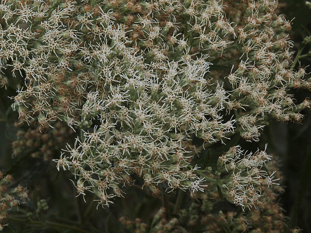 Eupatorium altissimum