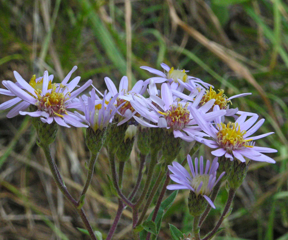 Eurybia radulina