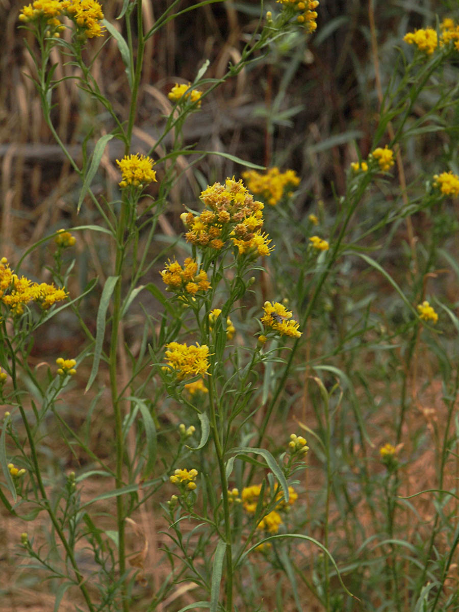 Euthamia occidentalis