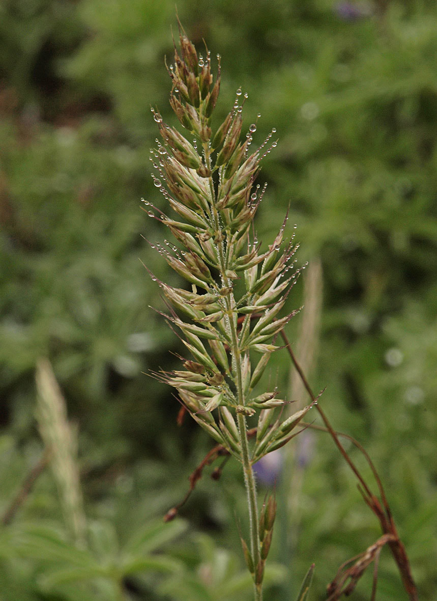 Festuca brachyphylla ssp. brachyphylla