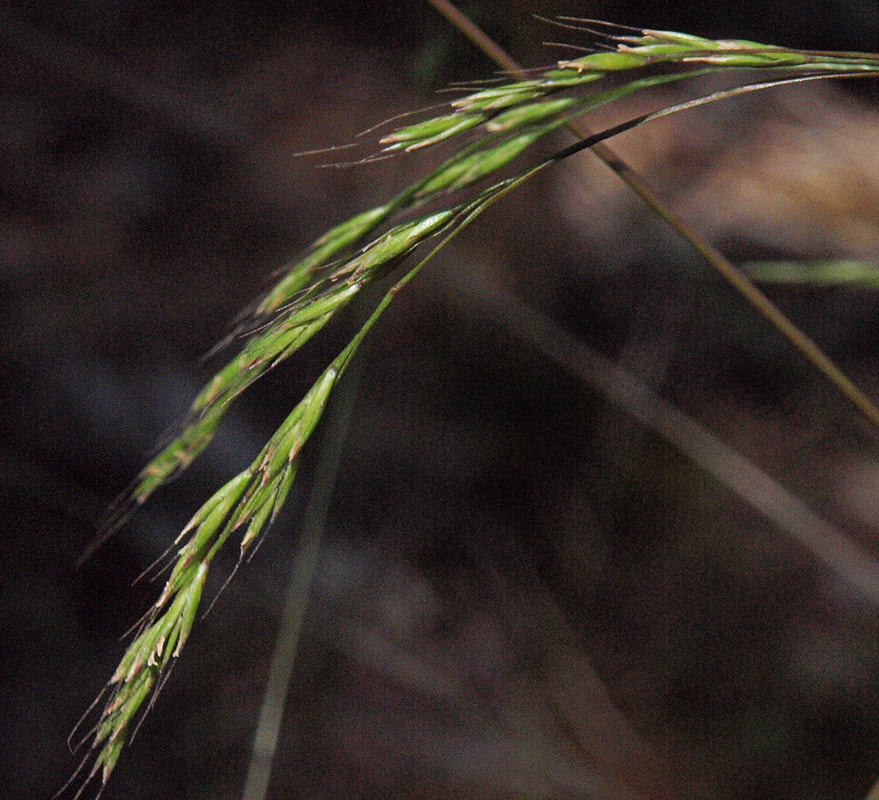 Festuca occidentalis
