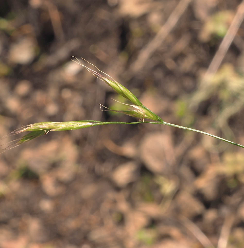 Festuca occidentalis (Western fescue)