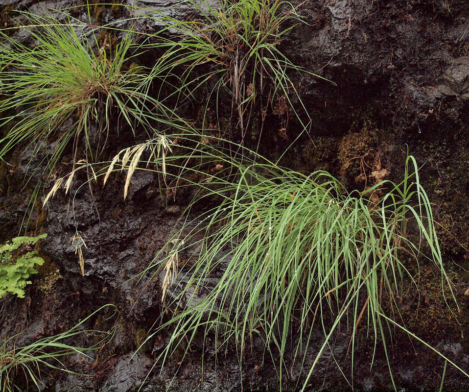 Festuca roemeri var. roemeri