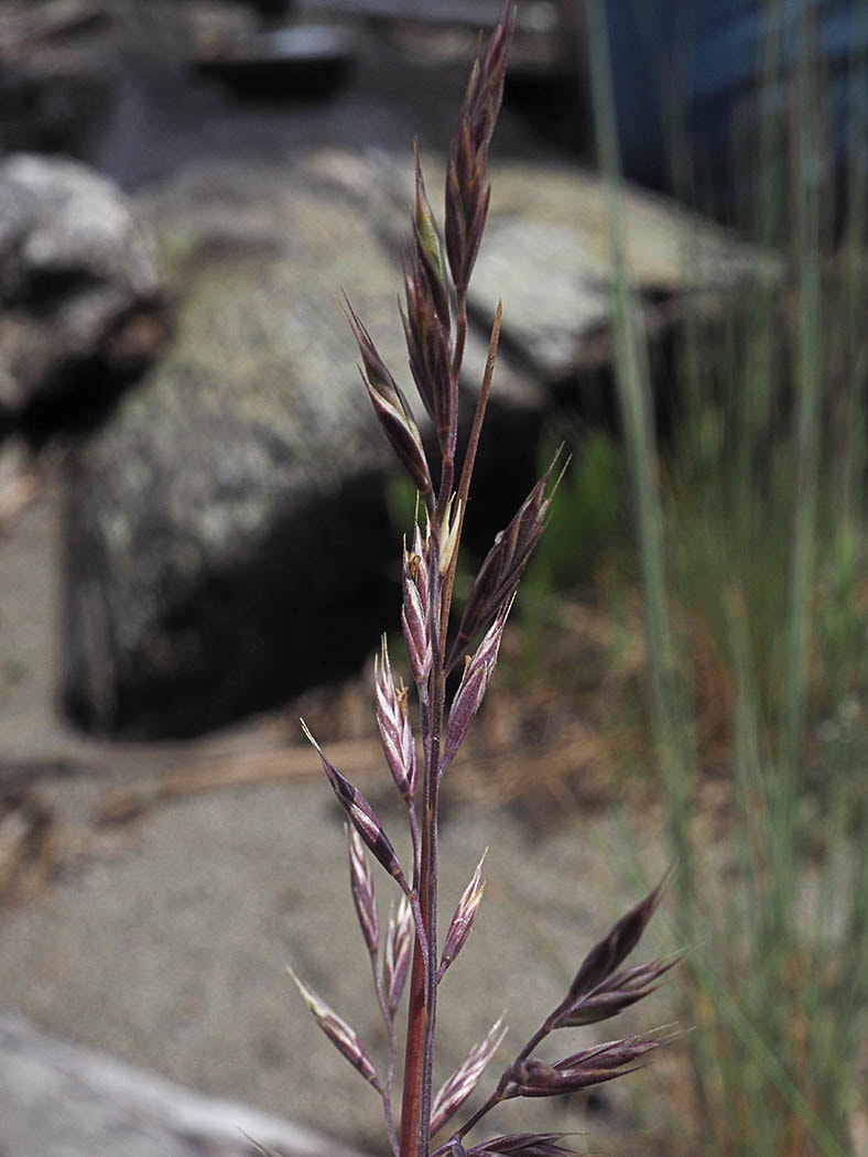 Festuca rubra ssp. mediana (Dune red fescue)