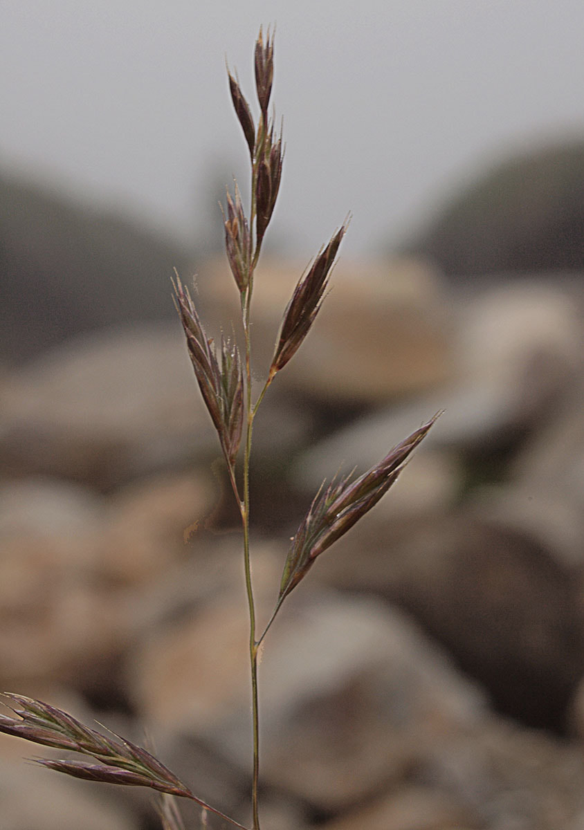 Festuca rubra ssp. rubra