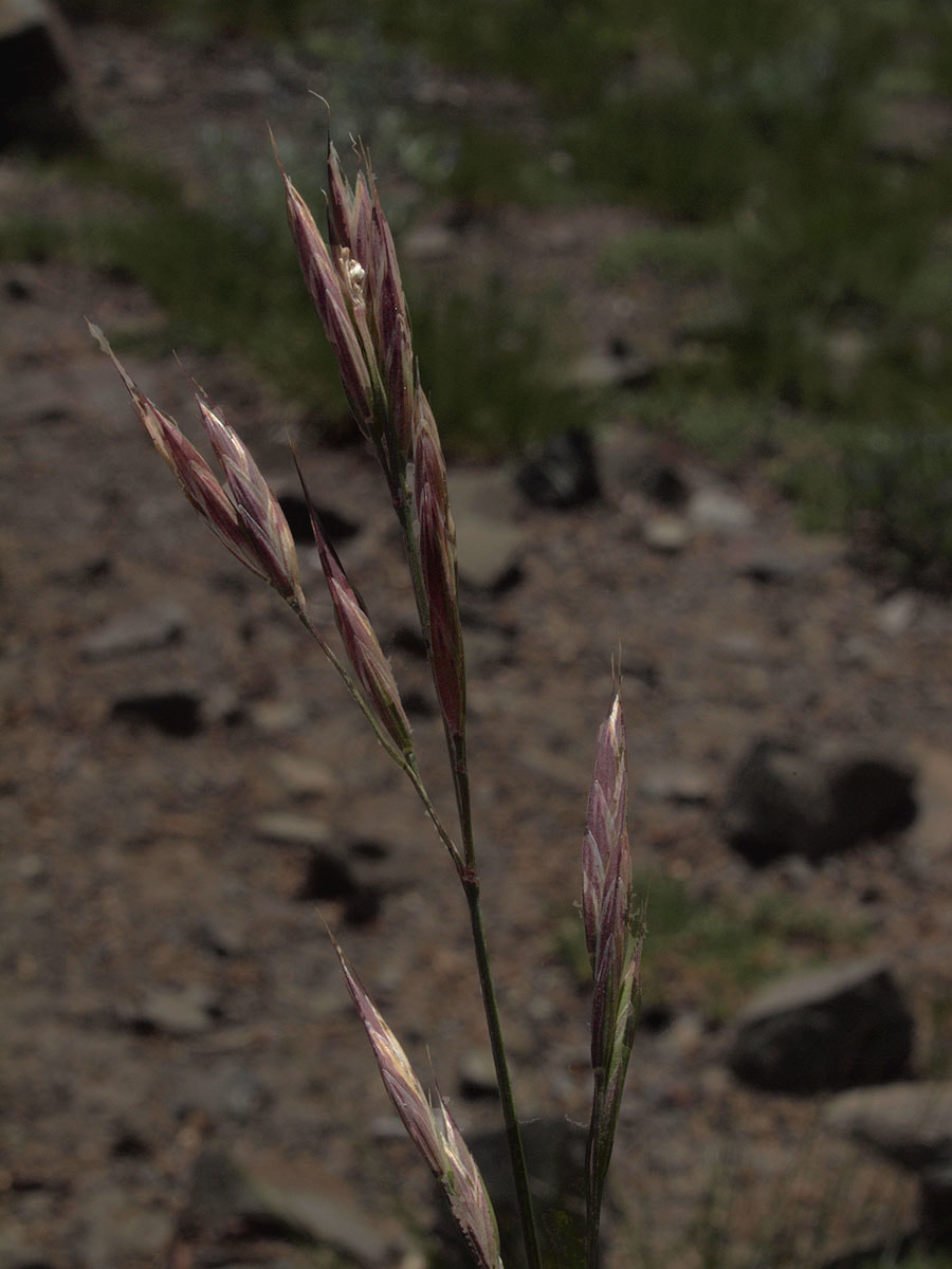Festuca subulata
