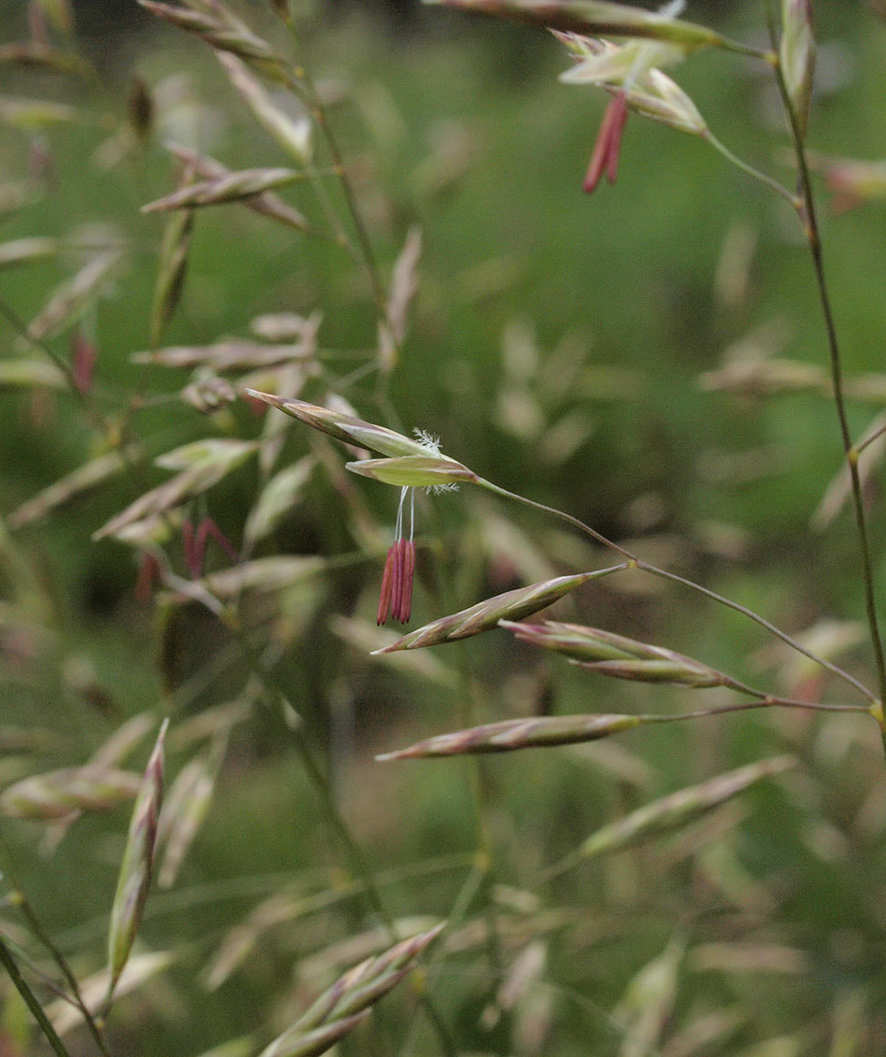 Festuca viridula