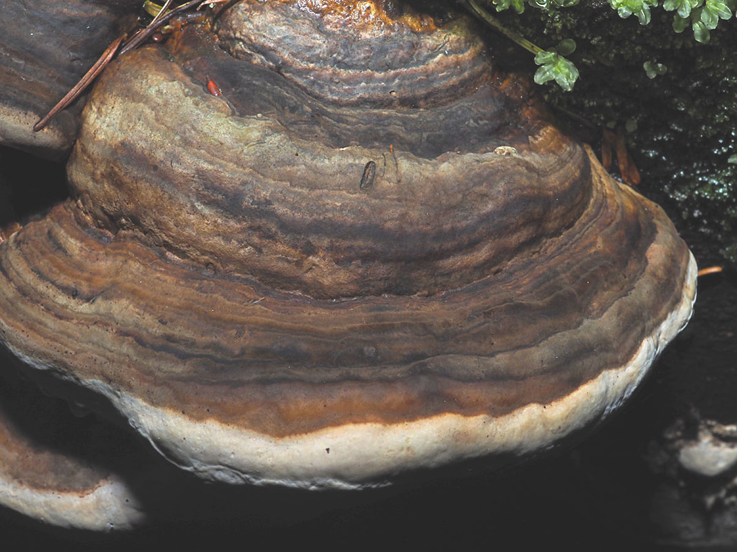 Fomitopsis ochracea 