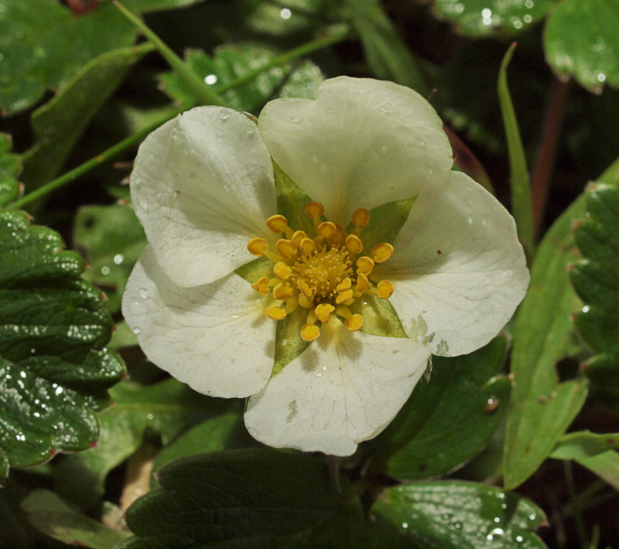 Fragaria chiloensis ssp.pacifica