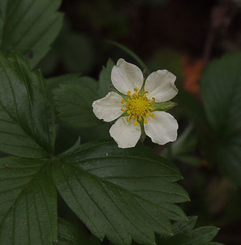 Fragaria vesca ssp. californica