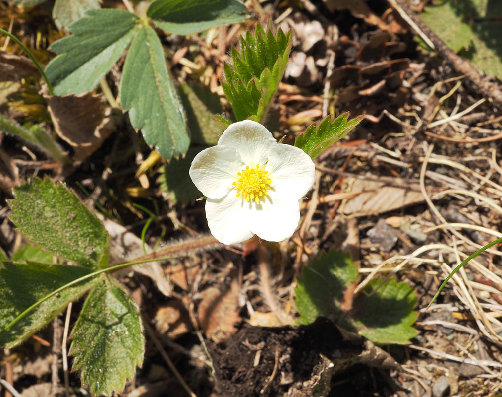 Fragaria vesca ssp. californica (Pacific strawberry) 