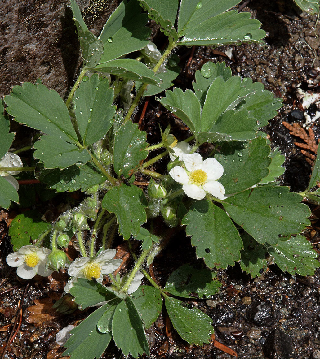 Fragaria virginiana ssp. platypetala