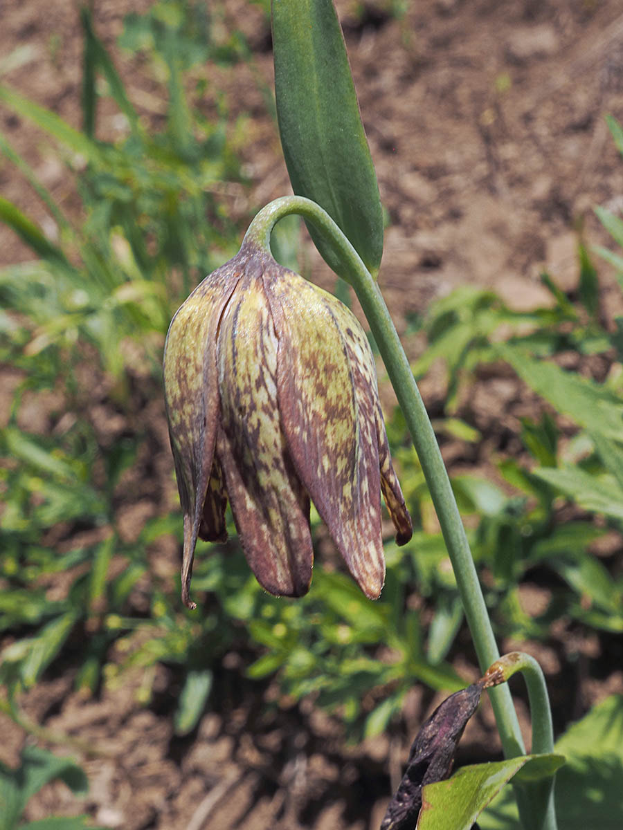 Frittilaria affinis (Chocolate lily) 